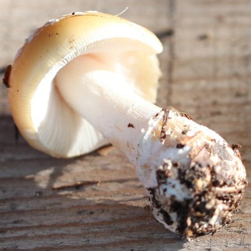 Amanita gemmata