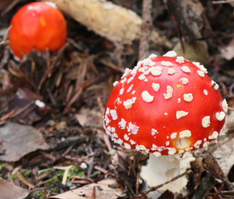 Amanita muscaria