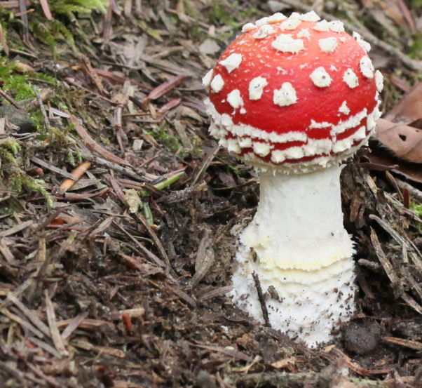 Amanita muscaria