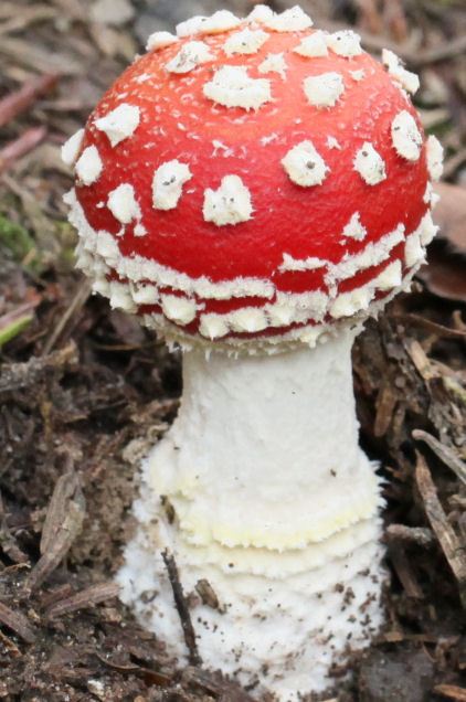 Amanita muscaria