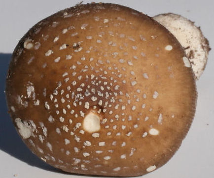 Amanita pantherina