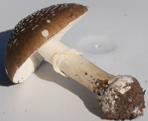 Amanita pantherina