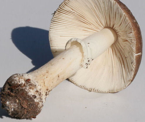 Amanita pantherina