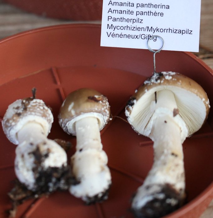 amanita pantherina