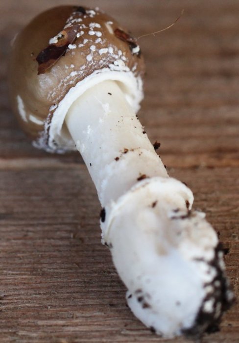 amanita pantherina