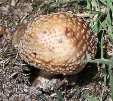 amanita pantherina