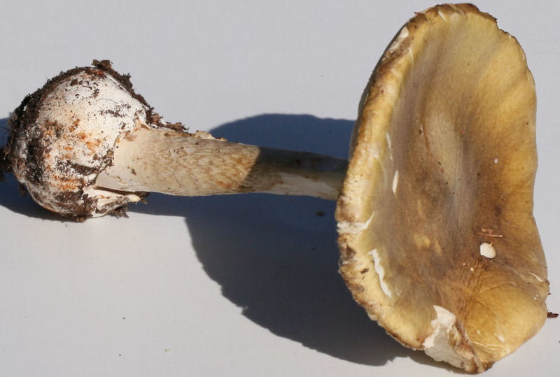 Amanita phalloides