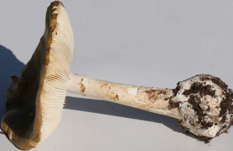 Amanita phalloides