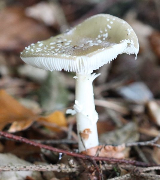 Amanita porphyria