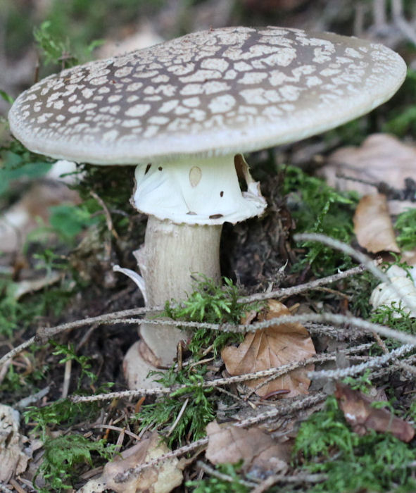 Amanita rubescens