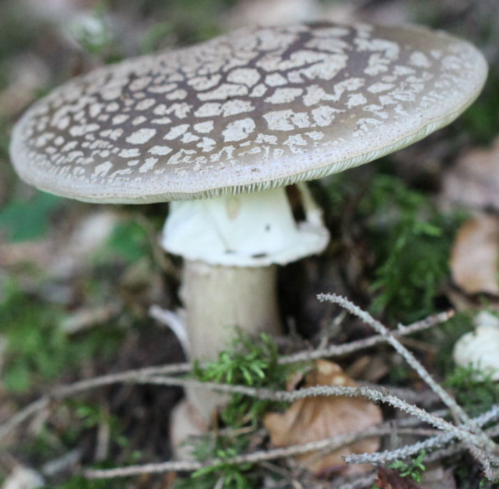 Amanita rubescens