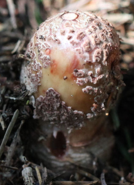 Amanita rubescens