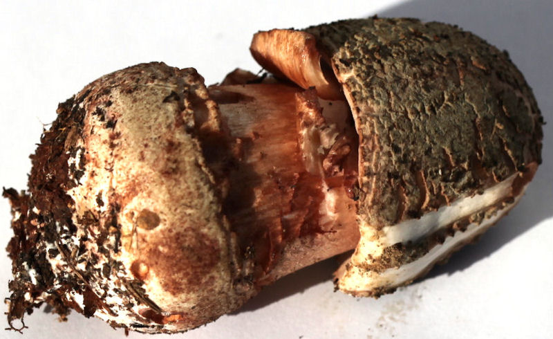 Amanita rubescens