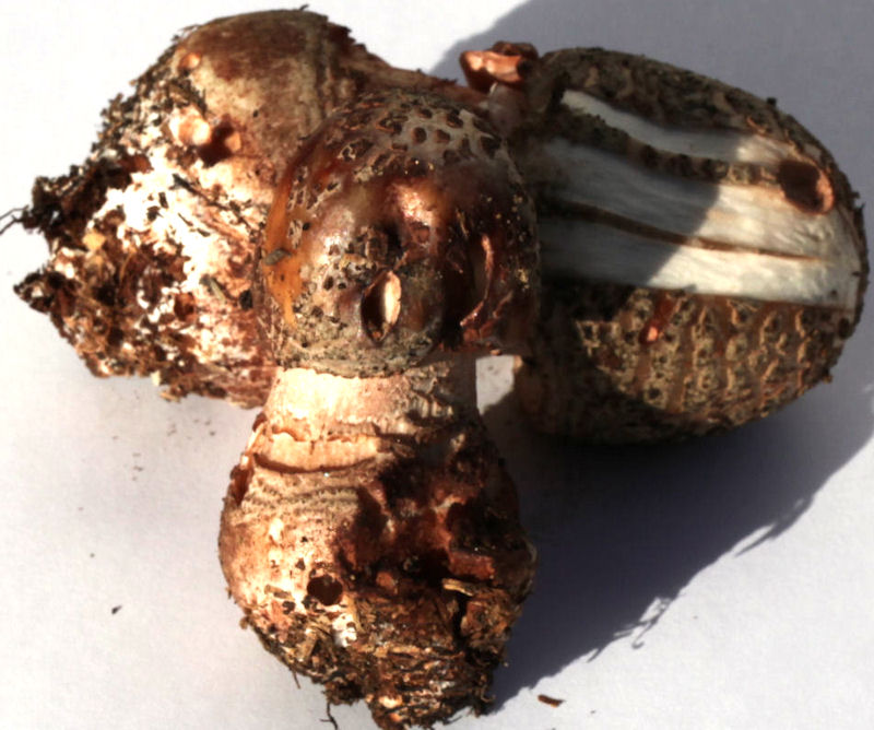 Amanita rubescens