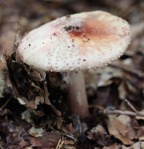 Amanita rubescens