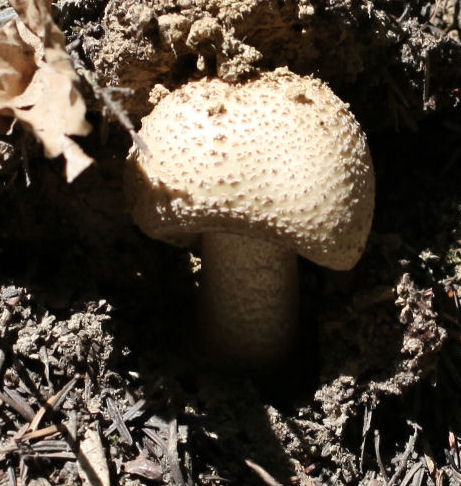 amanita rubescens