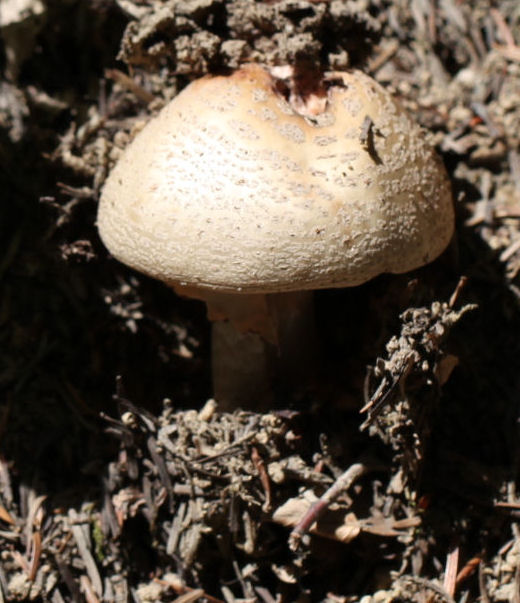 amanita rubescens
