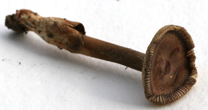 Amanita vagintae battarrae