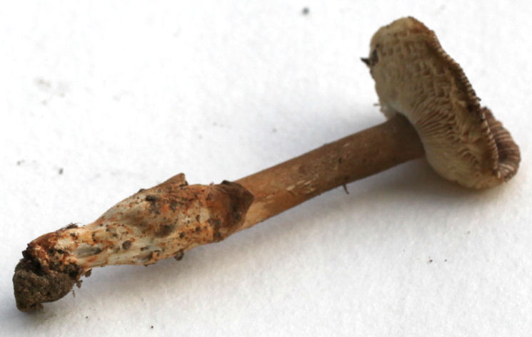 Amanita vagintae battarrae