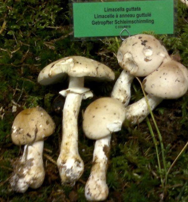 limacella guttata