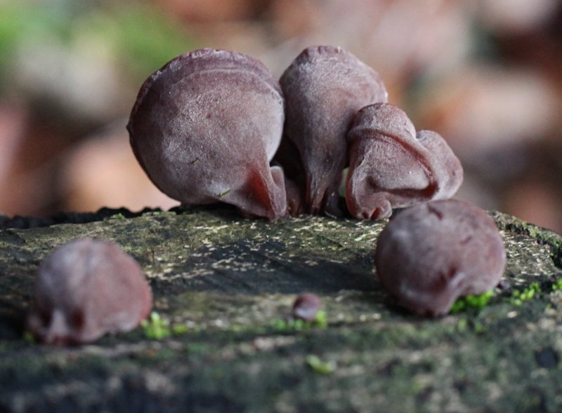 Auricularia auricula-judae