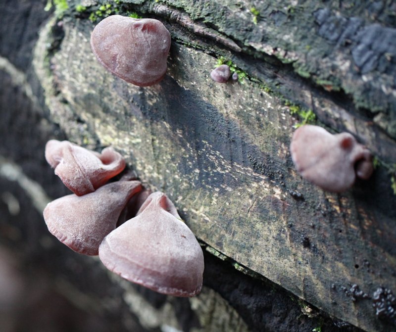 Auricularia auricula-judae