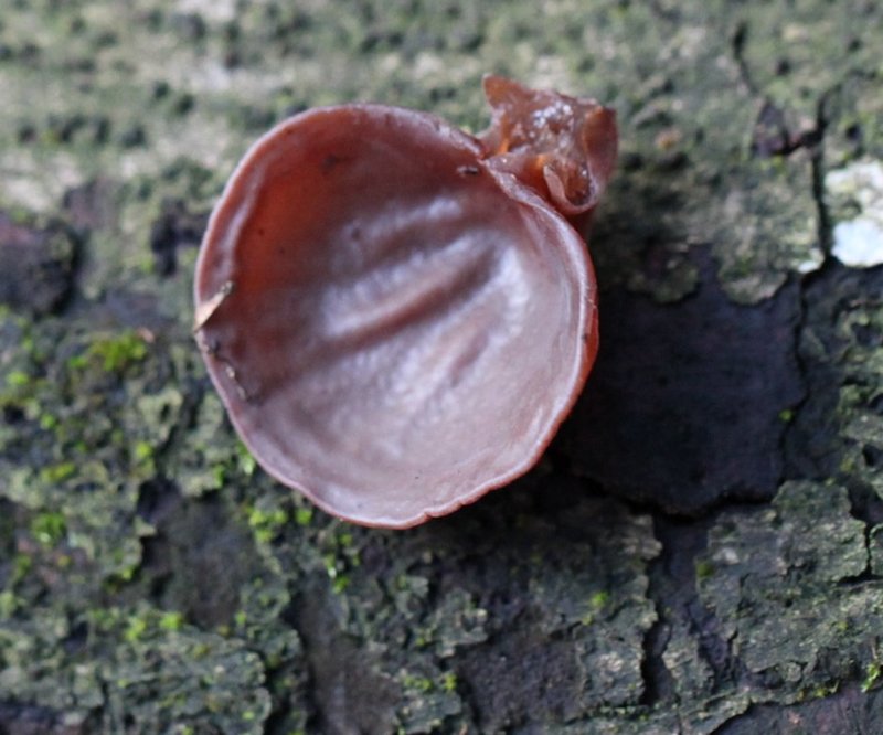 Auricularia auricula-judae