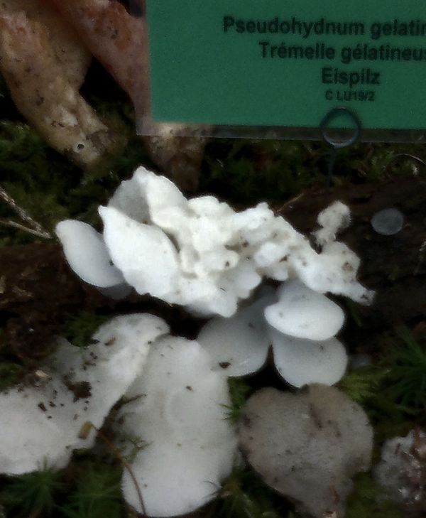 pseudohydnum gelatinosum