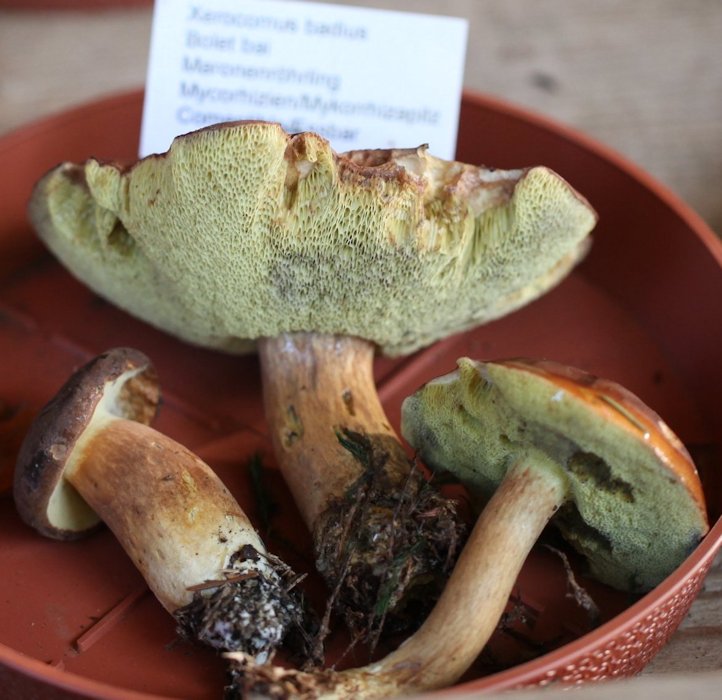 boletus badius