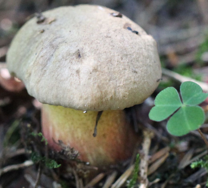 boletus calopus