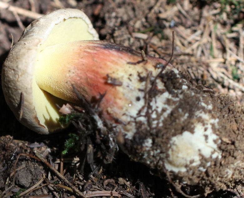 boletus calopus