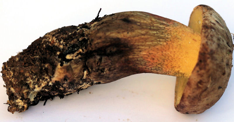 boletus calopus