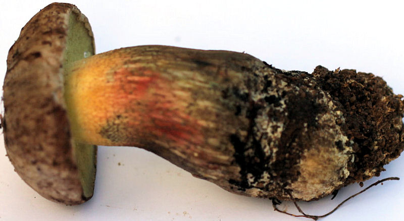 boletus calopus