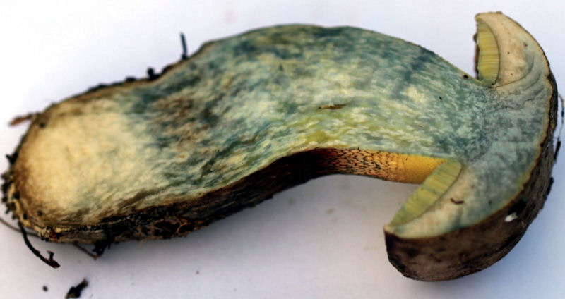 boletus calopus