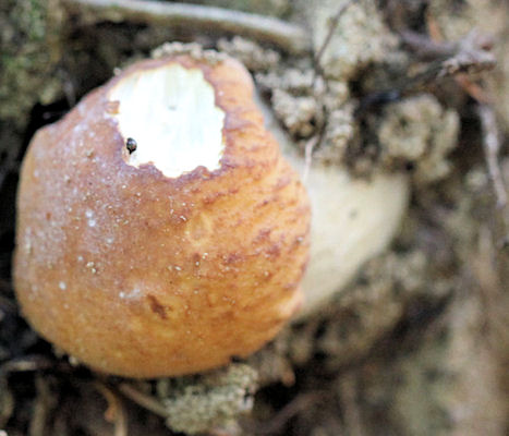 Boletus edulis