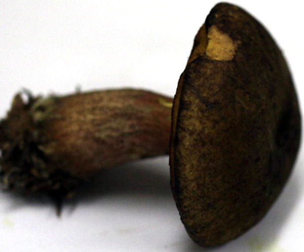 Boletus luridiformis