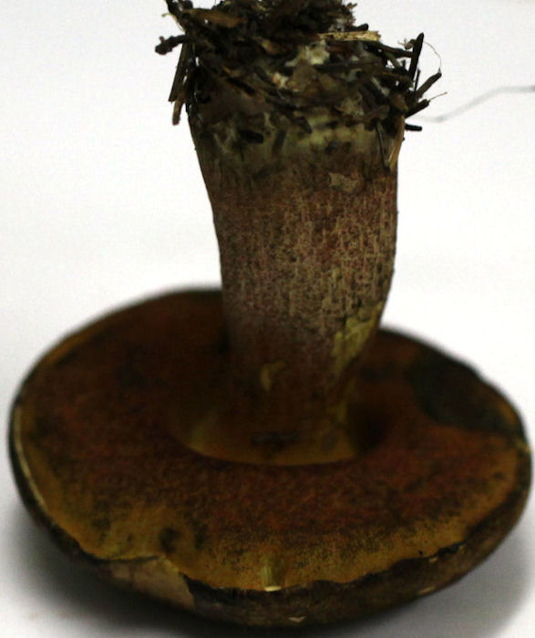 Boletus luridiformis
