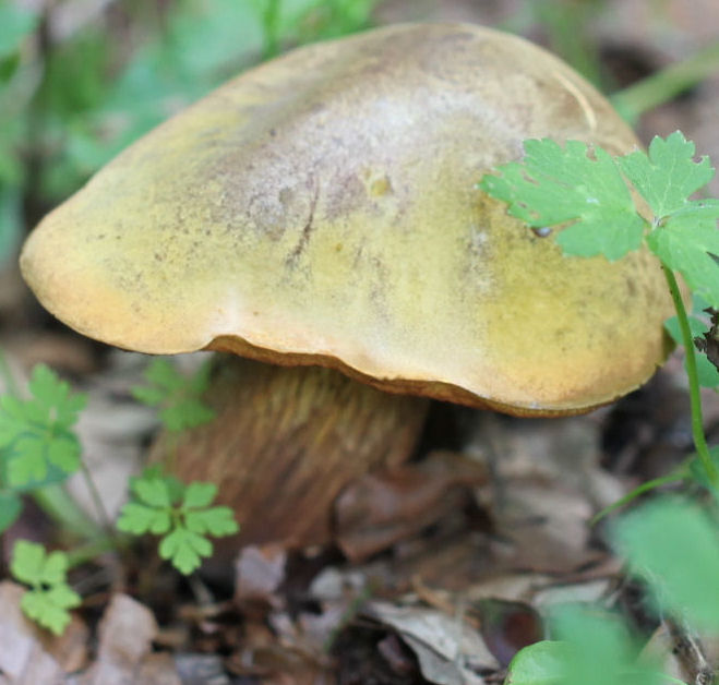 boletus luridus