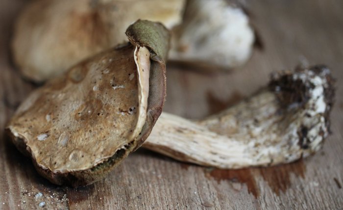 Boletus radicans