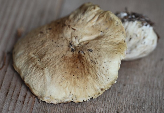 Boletus radicans