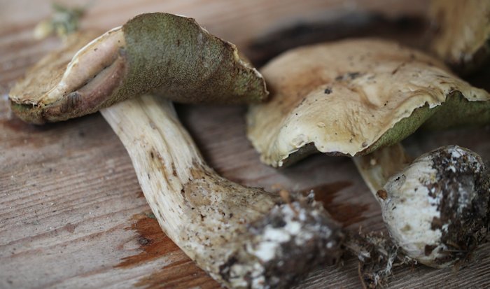 Boletus radicans