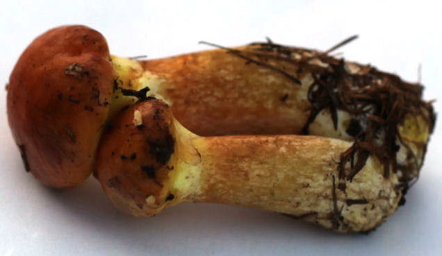 Suillus Grevillei