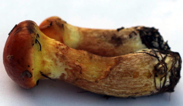 Suillus Grevillei