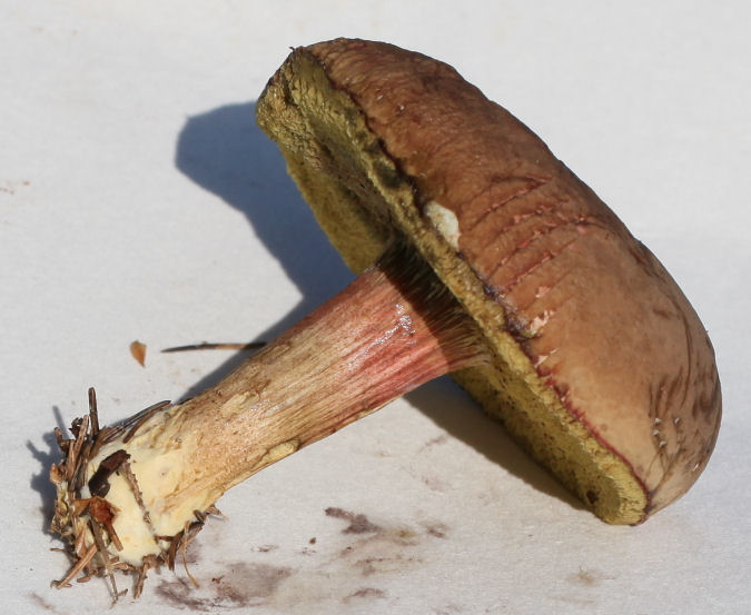 Boletus chrysenteron