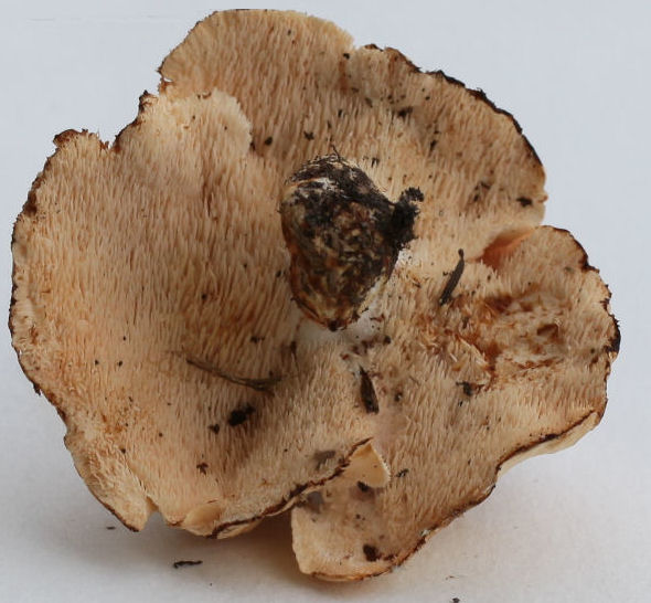 hydnum repandum