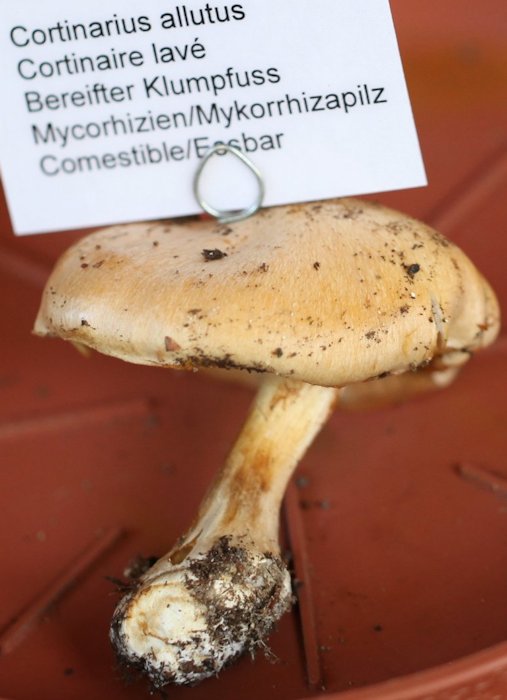 Cortinarius allutus