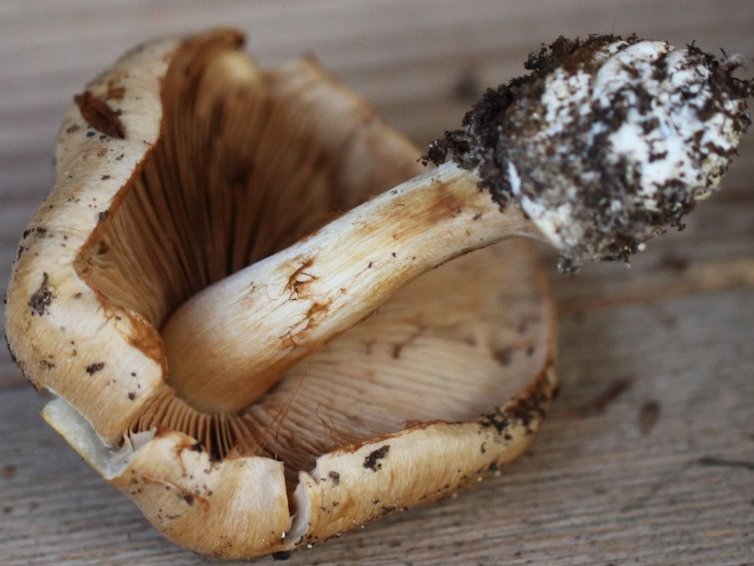 Cortinarius allutus