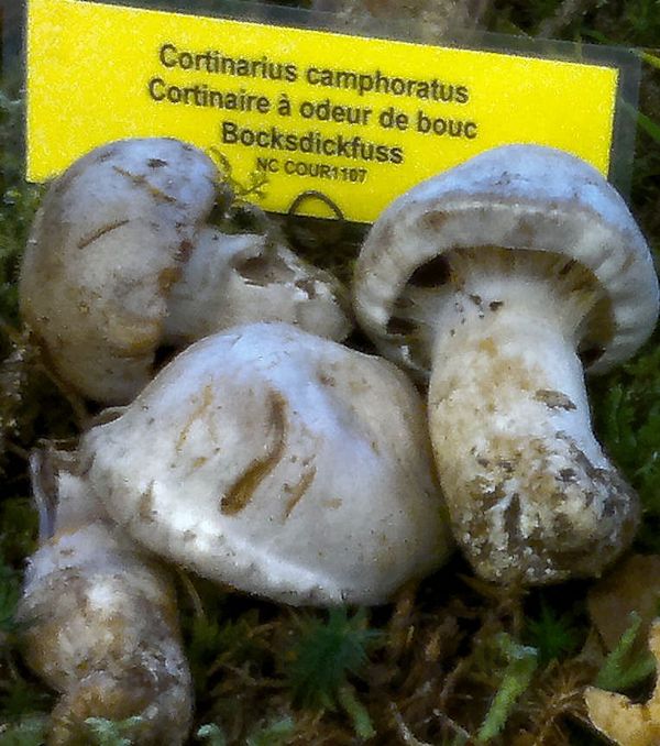 Cortinarius camphoratus
