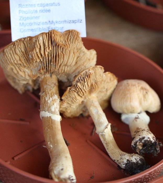 Cortinarius caperatus