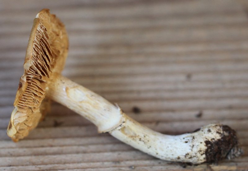 Cortinarius caperatus